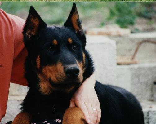 Strauss de la tuile aux loups (45)